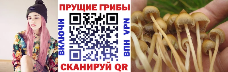 закладка  ОМГ ОМГ ONION  Галлюциногенные грибы мицелий  Холм 
